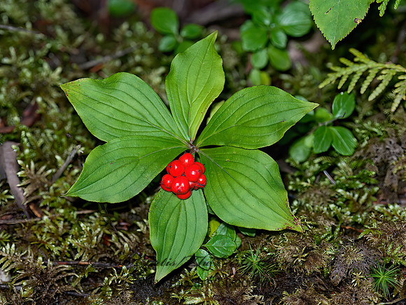 Cornus canadensis  BUNCHBERRY DOGWOOD 8034978z
