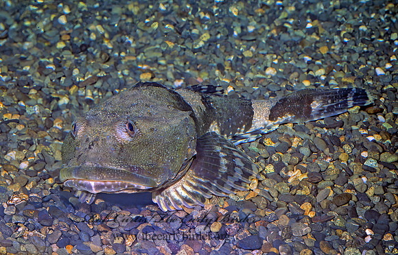 Hemilepidotus hemilepidotus  RED IRISH LORD 221725z