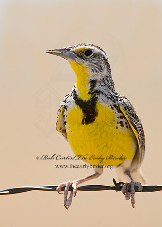 Sturnella neglecta  WESTERN MEADOWLARK 7011396z