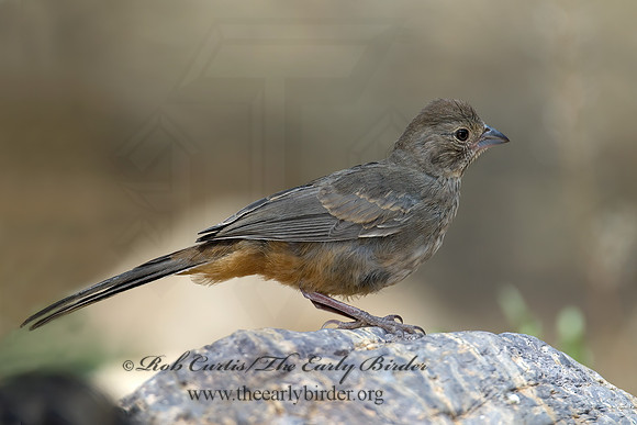 Melozone fusca  CANYON TOWHEE 7008136z
