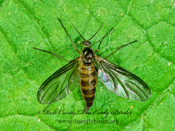 Sciaridae  DARK-WINGED FUNGUS GNAT 1112634z