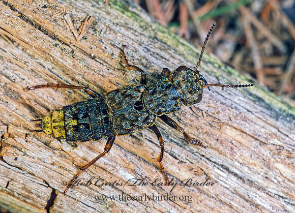 Ontholestes cingulatus 177509z