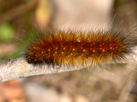 Estigmene acrea SALT MARSH MOTH 9025446z