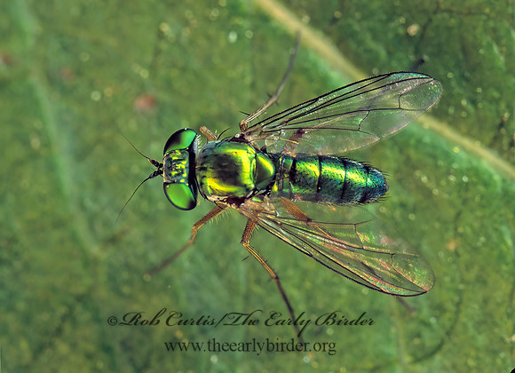 Condylostylus caudatus  LONGLEGGED FLY 178921z