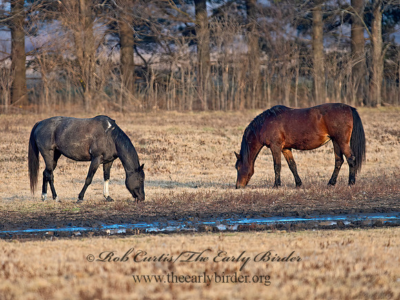 Equus caballus  HORSE 9006813z