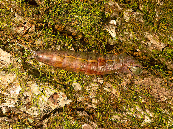Heterocampa guttivitta  SADDLED PROMINENT 9050054z