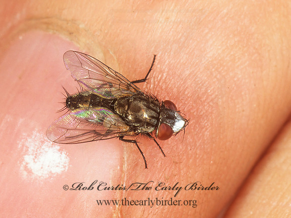 Metopia argyrocephala  SATELLITE FLY 207008z