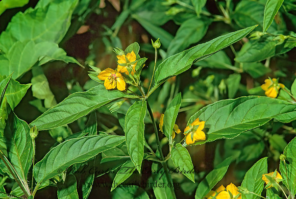 Lysimachia lanceolata  LANCELEAF LOOSESTRIFE 1273821z