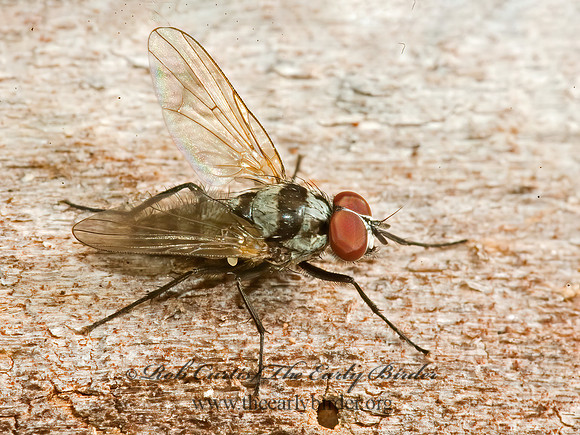 Anthomyia oculifera  ROOT-MAGGOT FLY 5011724z