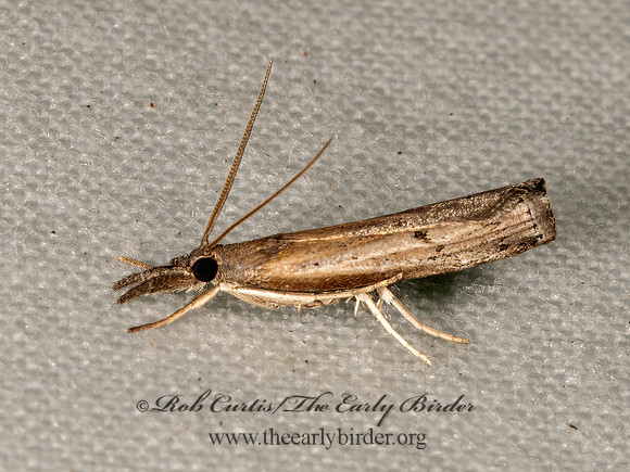 Fissicrambus mutabilis  CHANGEABLE GRASS-VENEER 3022828z