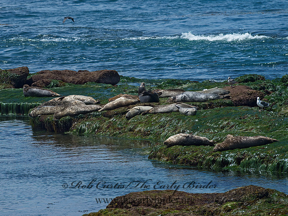 Phoca vitulina  HARBOR SEAL 9055914z