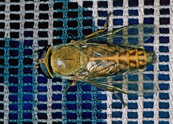 Tabanus pallidescens  HORSE FLY 169502z