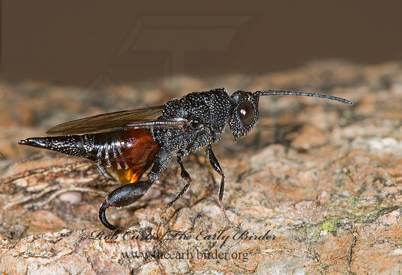 Phasgonophora sulcata 6009847z
