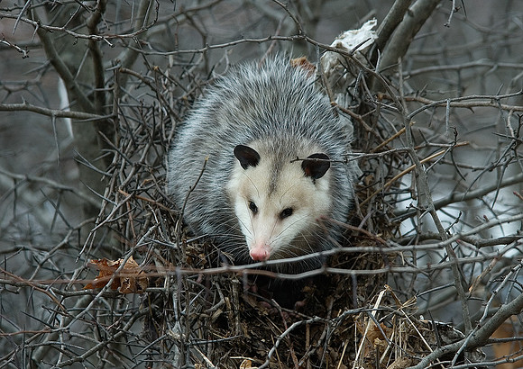 Didelphis virginiana  VIRGINIA OPOSSUM 5017620z