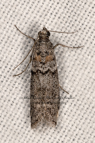 Phycitini  PYRALID MOTH 3036469z