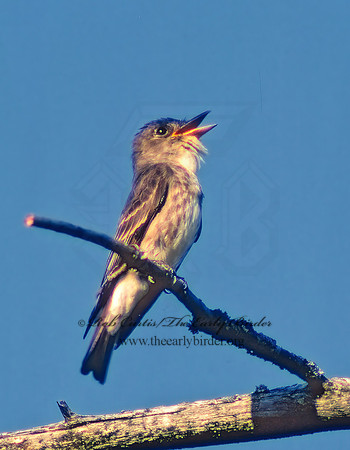 Contopus cooperi  OLIVE-SIDED FLYCATCHER 22504z