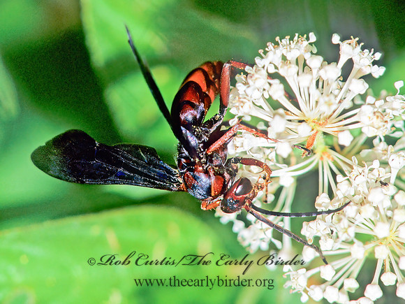 Poecilopompilus algidus  SPIDER WASP 171502z