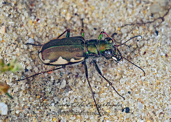Cicindela scutellaris lecontei 278230 z