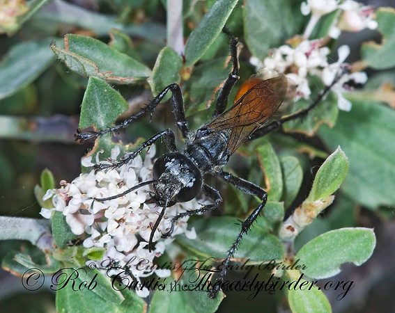 Prionyx parkeri or thomae 7009871z