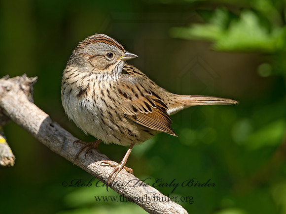 Melospiza lincolnii  LINCOLN'S SPARROW 9038328z