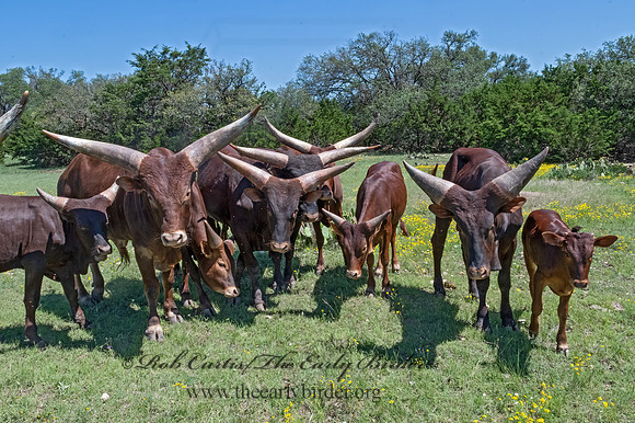 Bos taurus  TEXAS LONGHORN CATTLE 3036207z