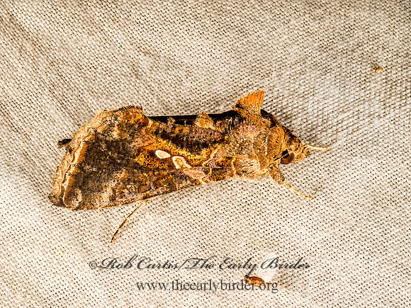 Chrysodeixis includens  SOYBEAN LOOPER 9049527z