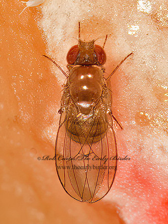 Drosophila VINEGAR FLY 9023898z