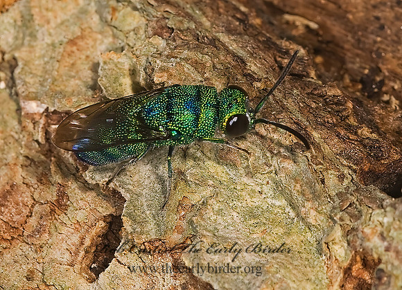 Ipsiura neolateralis 8006866z