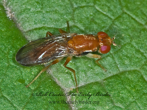 Chyliza apicalis  RUST FLY 6007813z