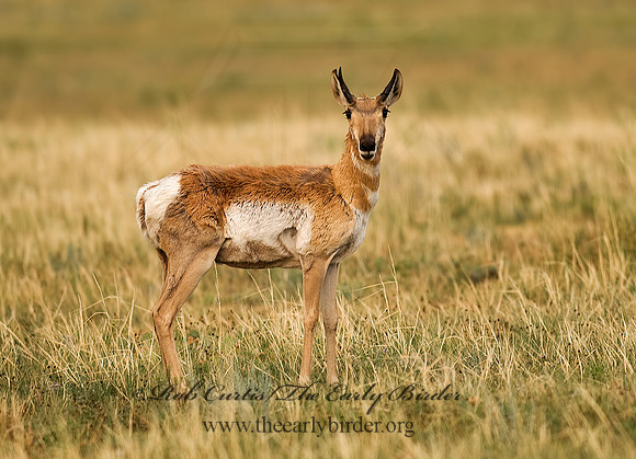 Antilocapra americana  PRONGHORN 6027871z