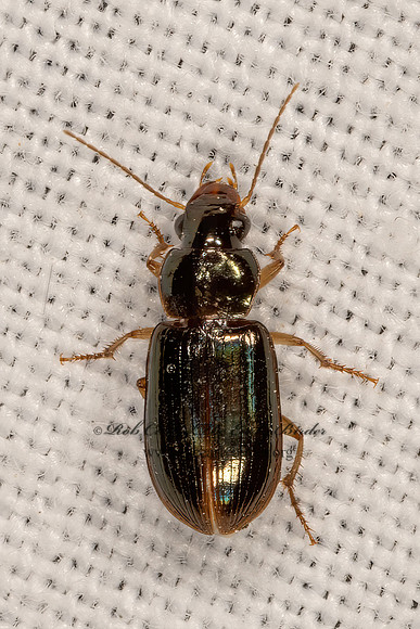 Selenophorus 3032008z