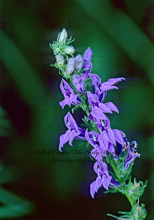 Lobelia siphilitica  GREAT BLUE LOBELIA 269201z