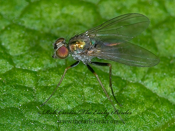 Diaphorus LONGLEGGED FLY 6016667z