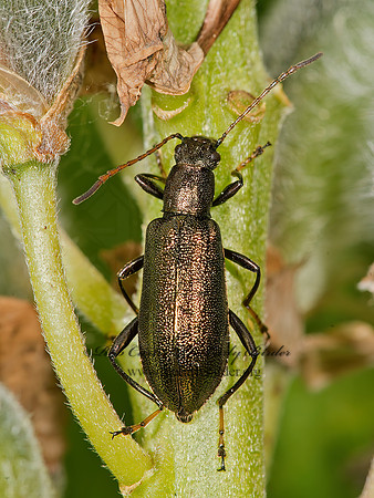 Arthromacra aenea  LAGRIINI DARKLING BEETLE 9032723z