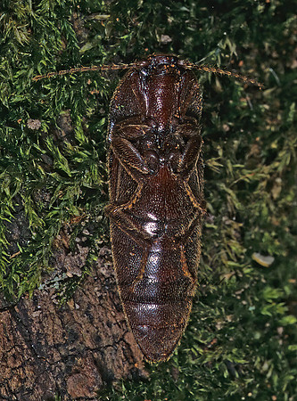 Melanotus 294511z
