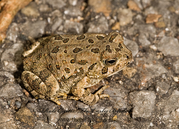 Anaxyrus fowleri  FOWLER'S TOAD  8016434  z