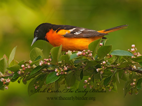 Icterus galbula  BALTIMORE ORIOLE  3002436z