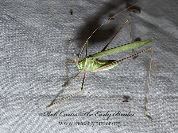 Arethaea  THREAD-LEGGED KATYDID 3039398z