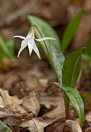 Erythronium albidium  WHITE TROUT LILY 8025520z