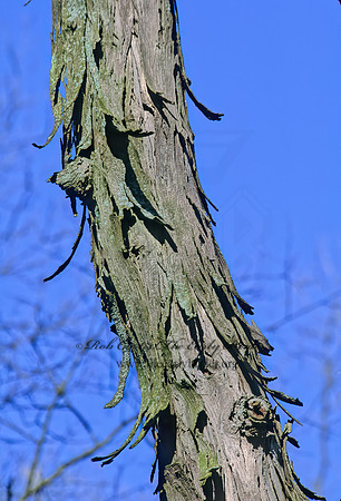 Carya ovata  SHAGBARK HICKORY 287825z