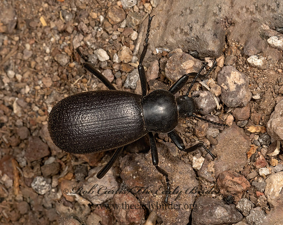 Eleodes obscura  DESERT STINK BEETLE 3037991z