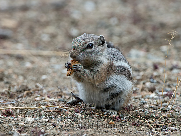 Ammospermophilus leucurus  WHITE-TAILED ANTELOPE SQUIRREL 9056940z