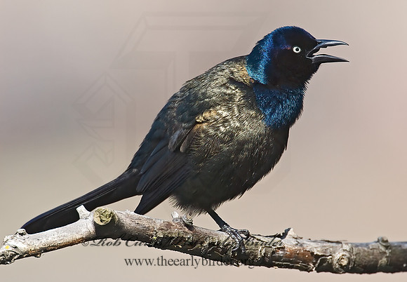 Quiscalus quiscula  COMMON GRACKLE 7001291z