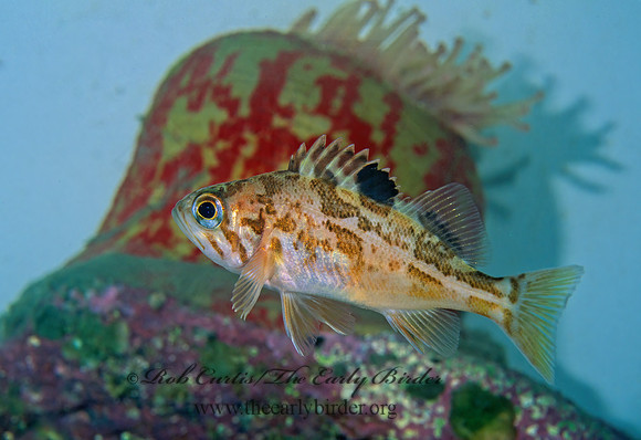 Sebastes melanops  BLACK ROCKFISH 221735z