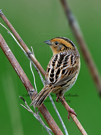 Ammospiza leconteii  LE CONTE'S SPARROW 9028977z