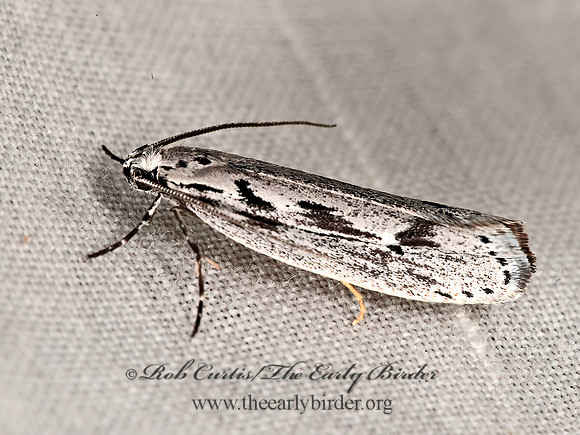 Ethmia  TWIRLER MOTH 8036541z