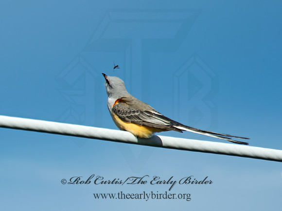Tyrannus forficatus SCISSOR-TAILED FLYCATCHER 9006744z
