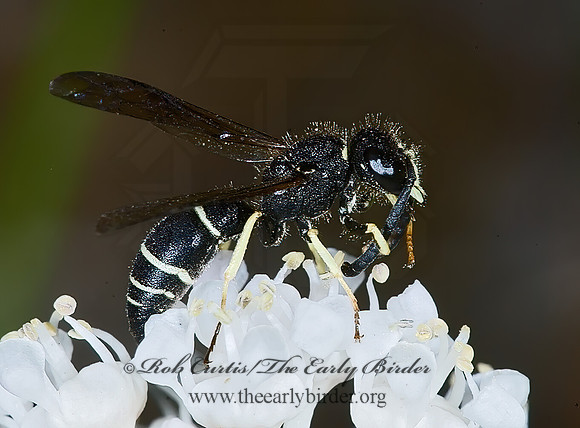 Ancistrocerus adiabatus 7010264~z
