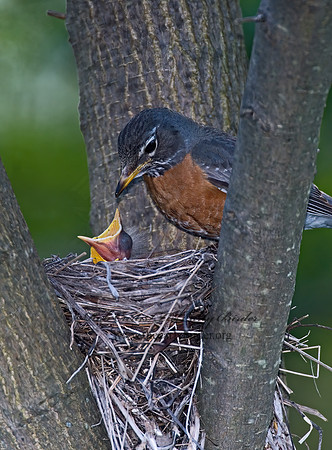 Turdus migratorius  AMERICAN ROBIN 6005490z