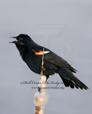 Agelaius phoeniceus  RED-WINGED BLACKBIRD 7016623z